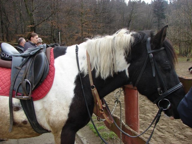 Hubertus 2010